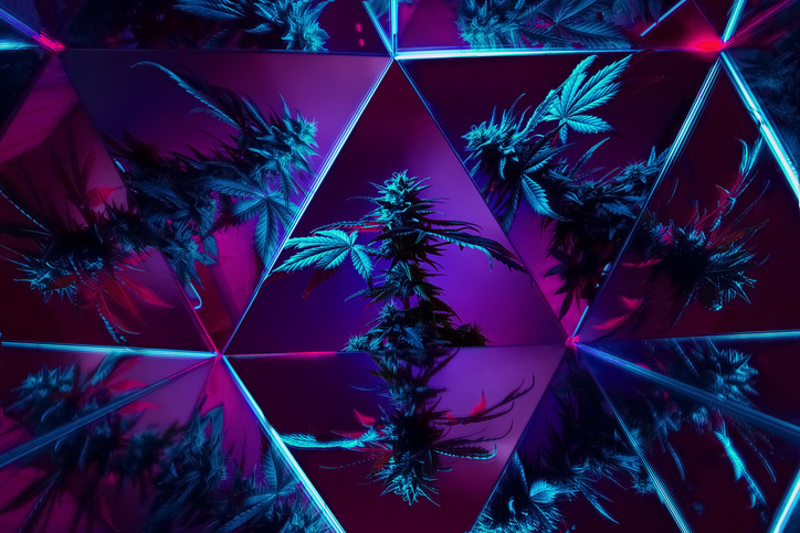 2024-cannabis-in-review